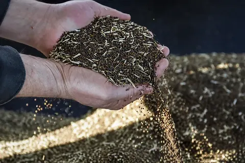 Рекорд року: Україна вперше переробила понад 40% ріпаку вдома