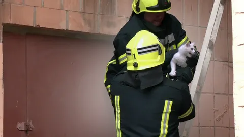 Кошеня випало з третього поверху в Рівному: його врятували надзвичайники
